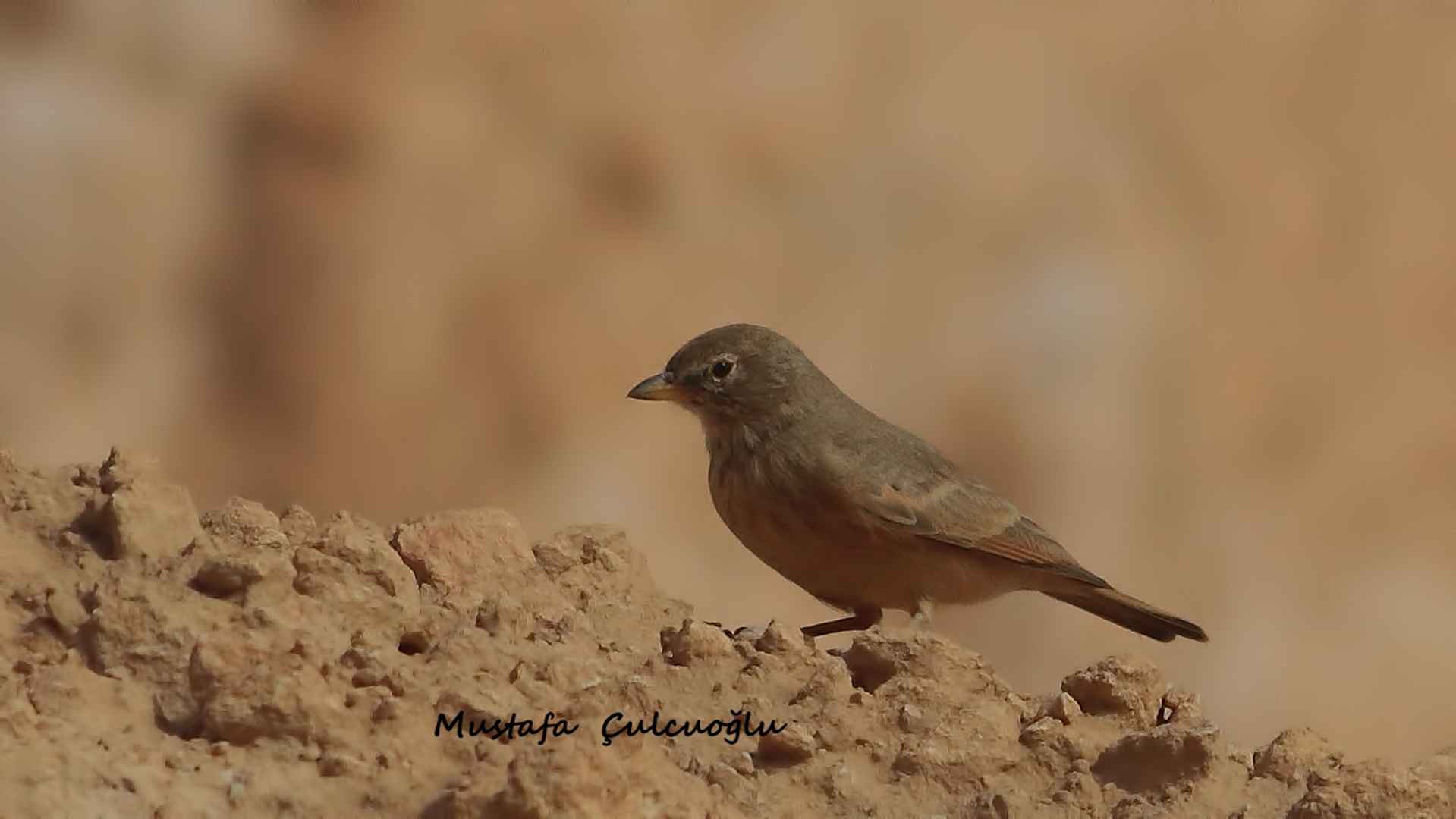 Desert Lark